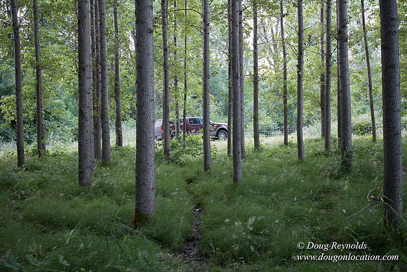 LCG & GWG Tree Farm