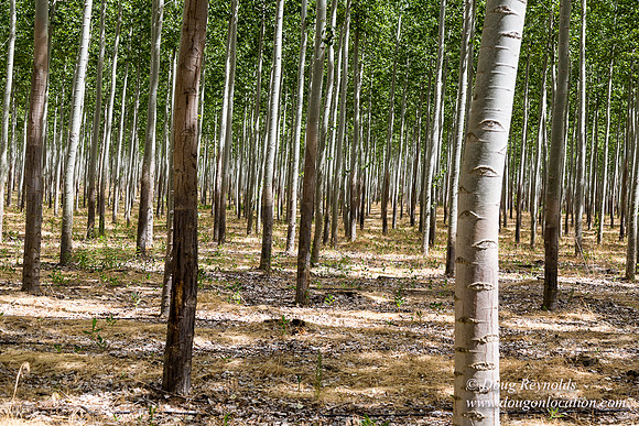 Tree Farm