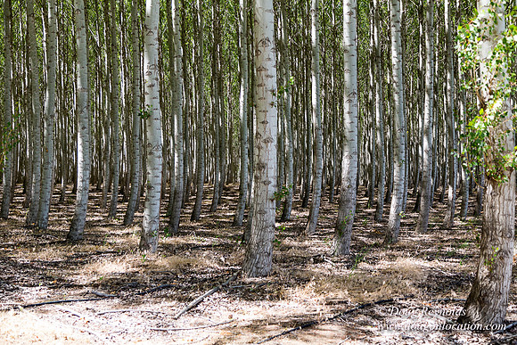 Tree Farm