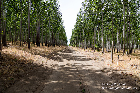 Tree Farm