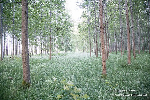 LCG & GWG Tree Farm