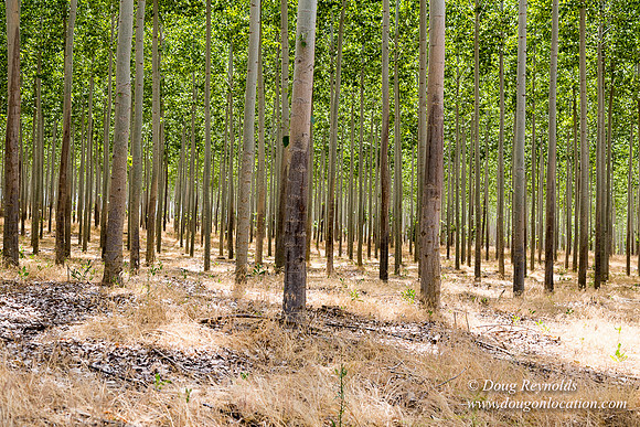 Tree Farm