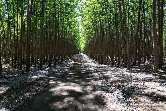 Tree Farm