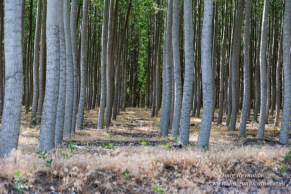 Tree Farm