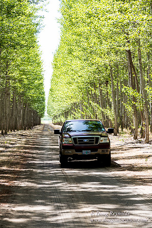 Tree Farm