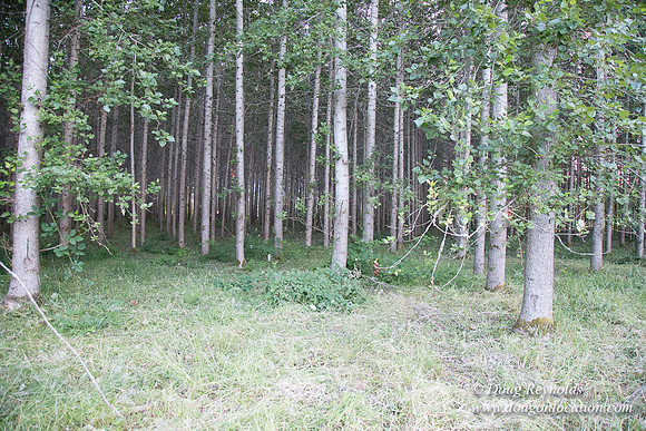 LCG & GWG Tree Farm