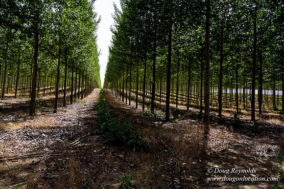 Tree Farm