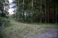 LCG & GWG Tree Farm