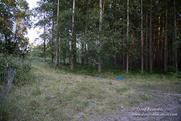 LCG & GWG Tree Farm