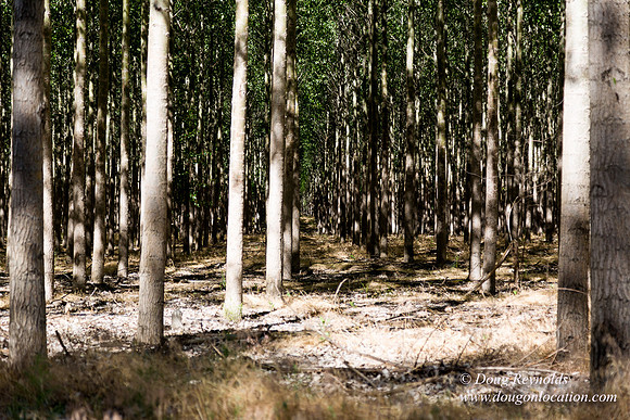Tree Farm