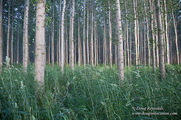 LCG & GWG Tree Farm