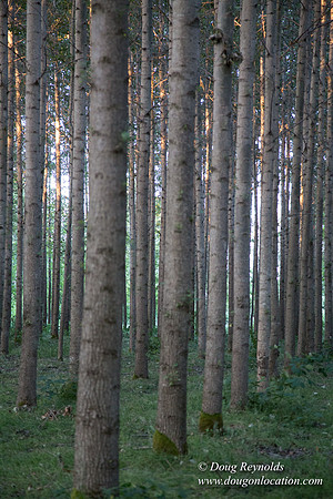LCG & GWG Tree Farm