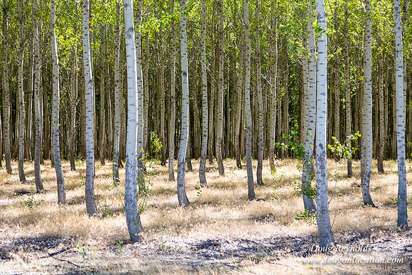 Tree Farm