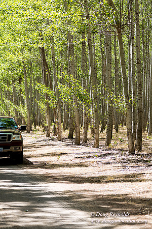 Tree Farm