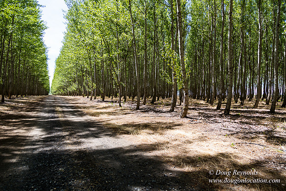 Tree Farm