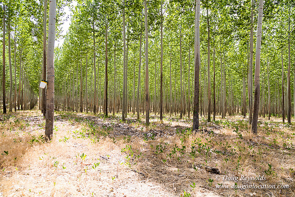 Tree Farm