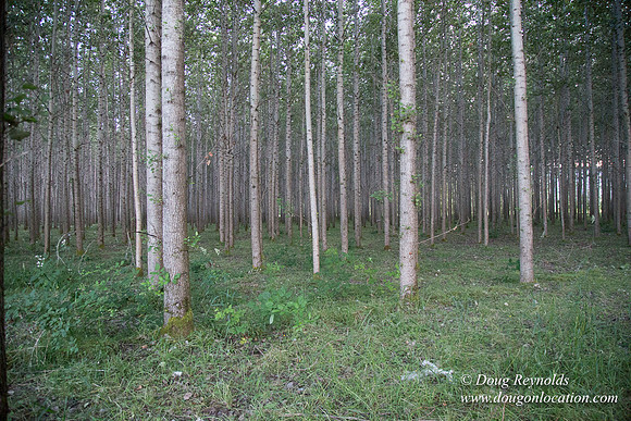 LCG & GWG Tree Farm
