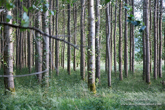LCG & GWG Tree Farm