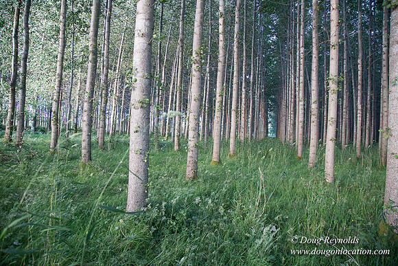 LCG & GWG Tree Farm