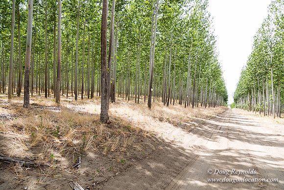 Tree Farm