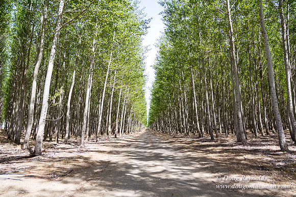 Tree Farm