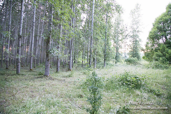 LCG & GWG Tree Farm