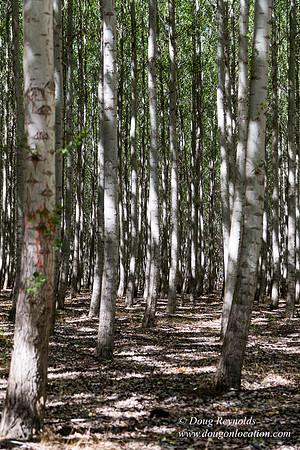 Tree Farm