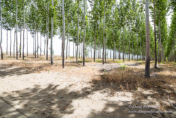 Tree Farm
