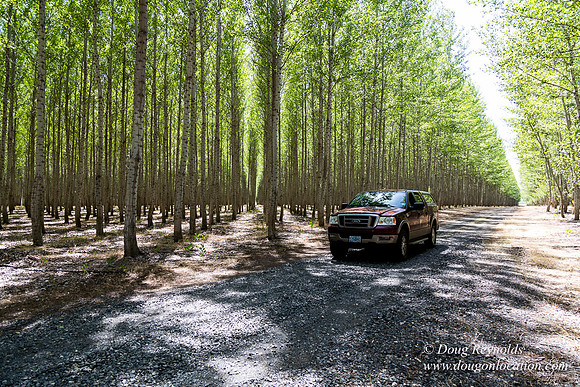 Tree Farm