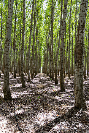 Tree Farm