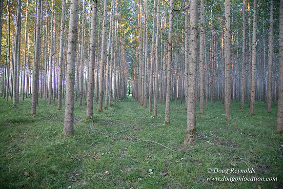 LCG & GWG Tree Farm