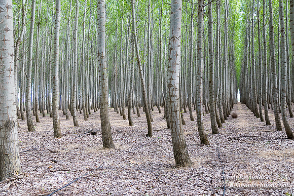 Tree Farm