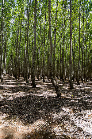 Tree Farm