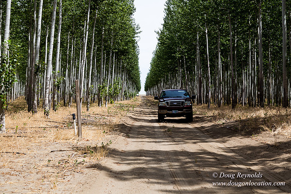 Tree Farm