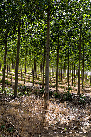 Tree Farm