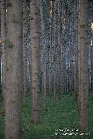 LCG & GWG Tree Farm