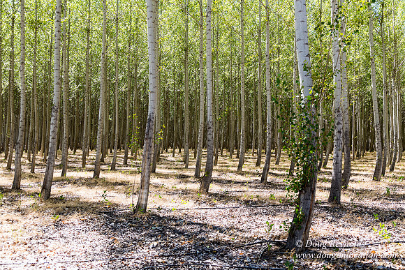 Tree Farm