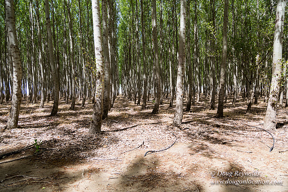Tree Farm