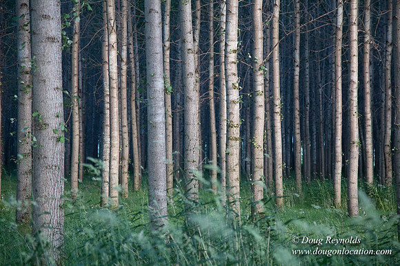 LCG & GWG Tree Farm