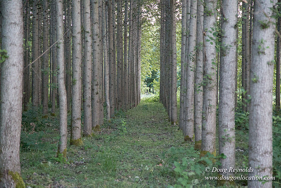 LCG & GWG Tree Farm