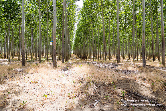 Tree Farm
