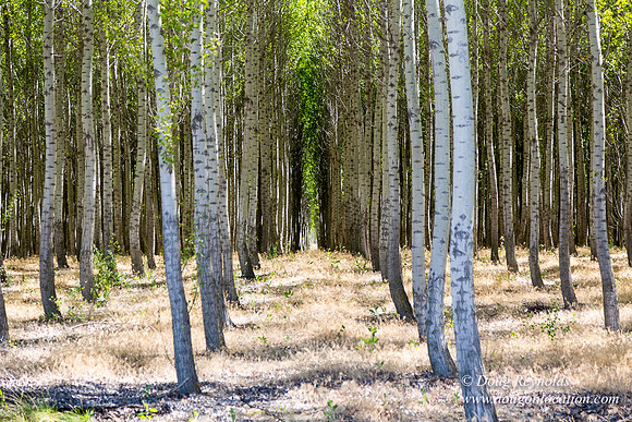 Tree Farm