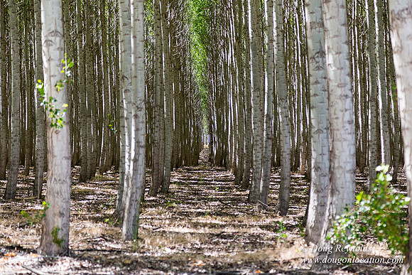 Tree Farm