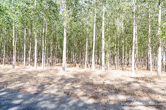 Tree Farm
