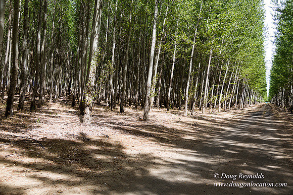 Tree Farm