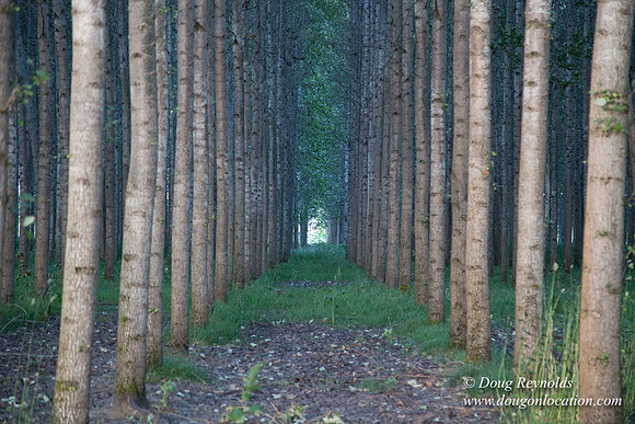 LCG & GWG Tree Farm