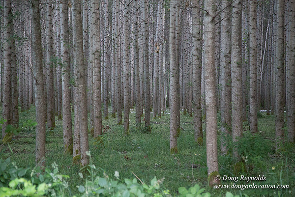 LCG & GWG Tree Farm