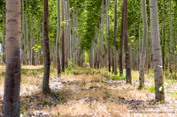 Tree Farm