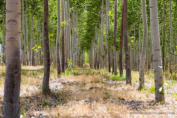 Tree Farm