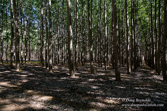 Tree Farm